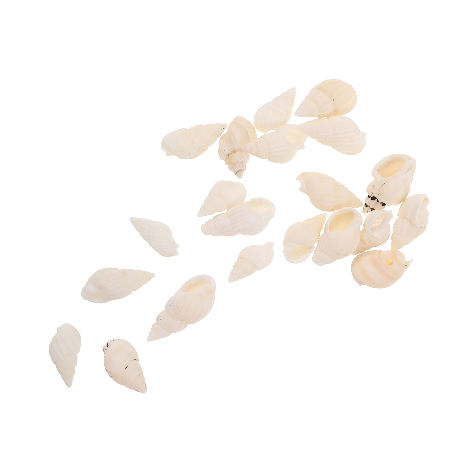 20 buah Kerang Spiral Putih, P - Resin Art Beach ulasan dan harga