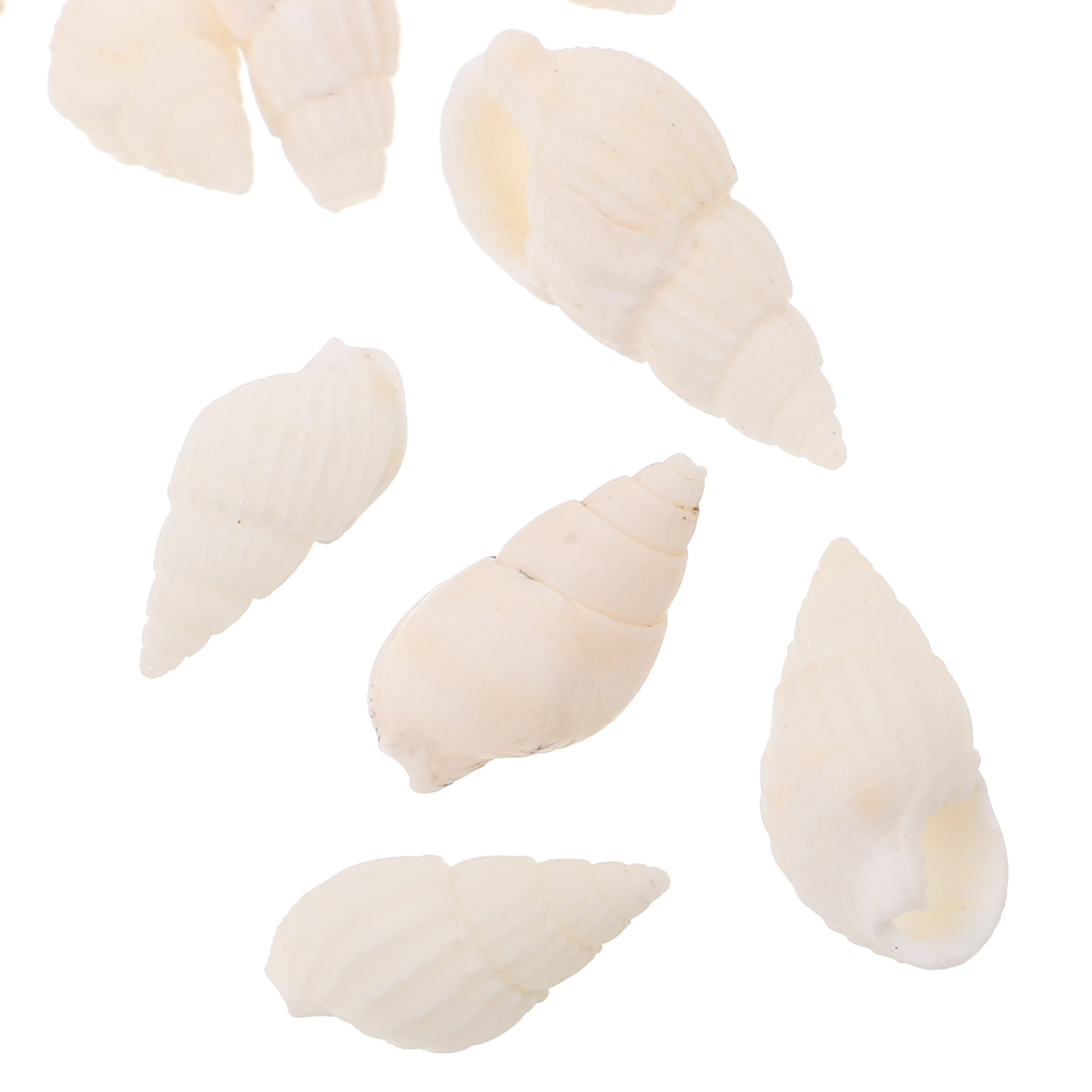 20 buah Kerang Spiral Putih, P - Resin Art Beach ulasan dan harga