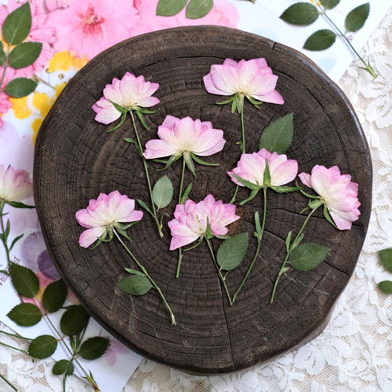 12pcs, Bunga Kering Asli untuk - Resin Art Uv ulasan dan harga