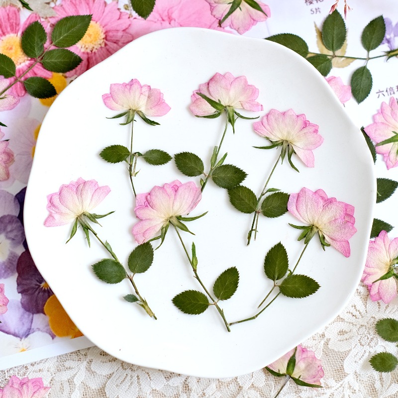 12pcs, Bunga Kering Asli untuk - Resin Art Uv ulasan dan harga