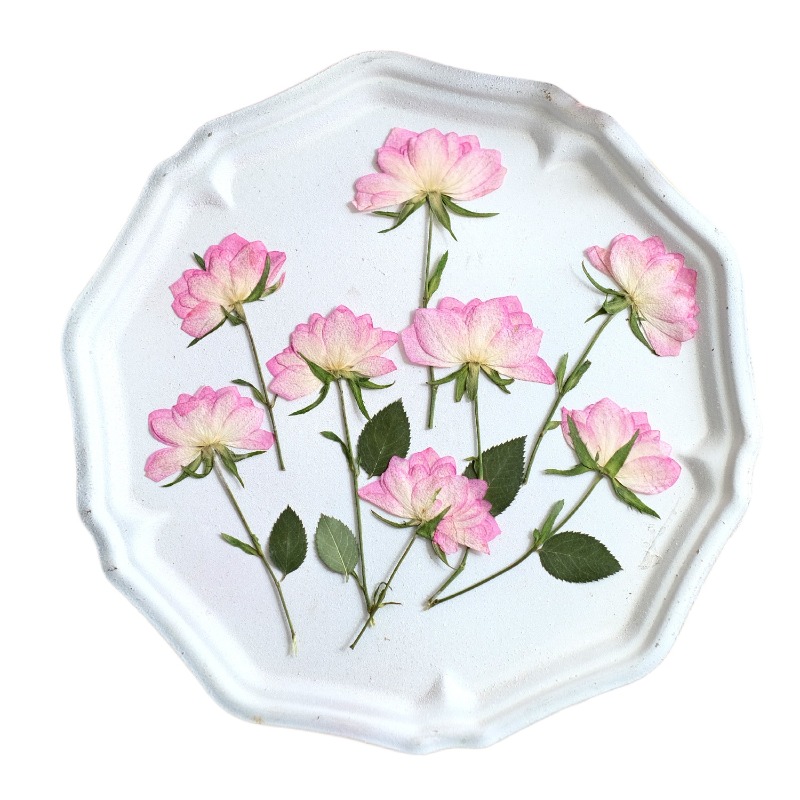 12pcs, Bunga Kering Asli untuk - Resin Art Uv ulasan dan harga
